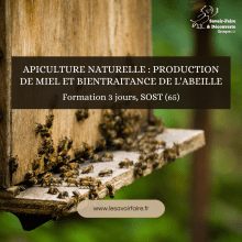 Formation, ruche avec abeilles. 
