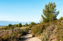 Chemin de garrigue